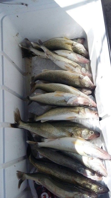 Fresh Catch of Walleye in Lake Erie